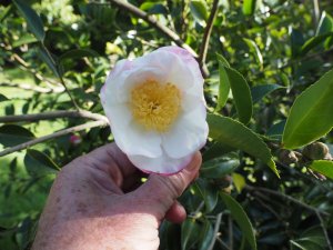 Camellia sasanqua ‘Narumigata’