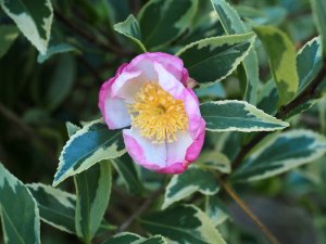 Camellia sasanqua ‘Variegata’