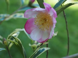 Camellia sasanqua ‘Variegata’