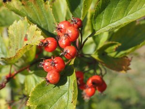Crataegus calpodendron
