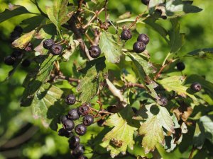 Crataegus chlorosarca