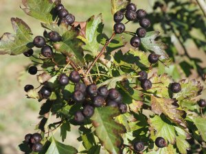 Crataegus chlorosarca