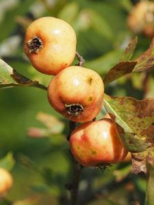 Crataegus elliptica