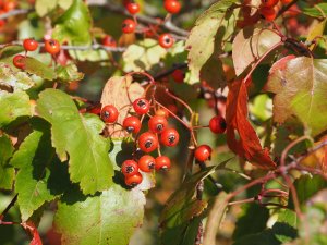Crataegus phaenopyrum