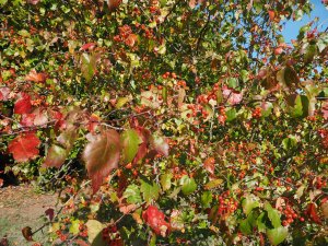Crataegus phaenopyrum
