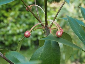 Ternstroemia luteoflora