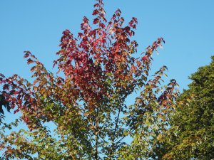 Acer x freemanii ‘Autumn Blaze’
