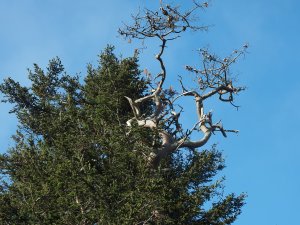 dead Scots Pine