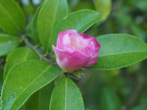 Camellia sasanqua ‘Gay Border’