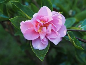 Camellia sasanqua ‘Shōwa-no-sakae’