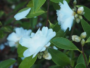 Camellia sasanqua ‘Snow Flurry’