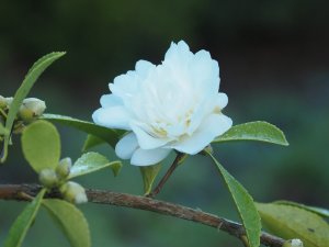 Camellia sasanqua ‘Snow Flurry’