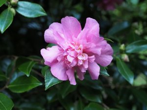 Camellia sasanqua ‘Sparkling Burgundy’