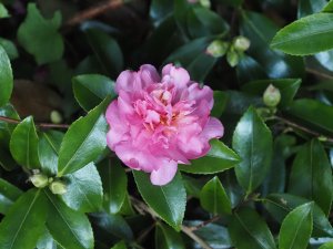 Camellia sasanqua ‘Sparkling Burgundy’