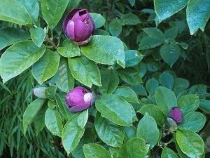 Magnolia ‘Cleopatra’