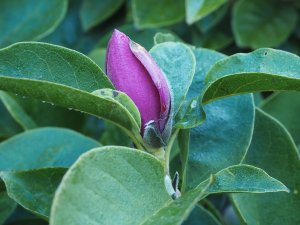 Magnolia ‘Cleopatra’