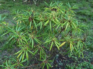 Rhododendron hyperythrum ‘Omo’