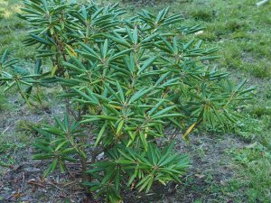Rhododendron hyperythrum ‘Omo’