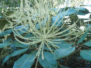 Schefflera delavayi