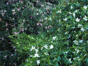ancient Camellia sasanqua