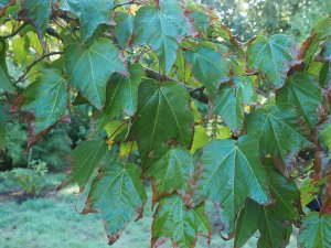 Acer campbellii var. fansipanense