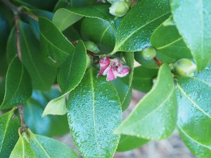 Camellia ‘Takanini’