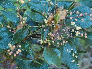 Mahonia eurybracteata