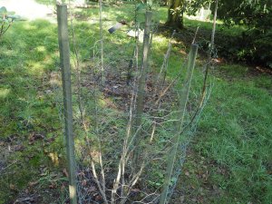 Mahonia fortunei ‘Winter Prince’