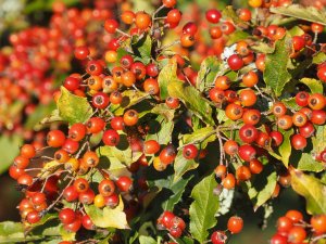 Photinia villosa var. coreana