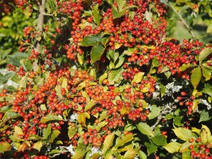 Photinia villosa var. coreana