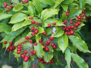 Photinia villosa var. laevis