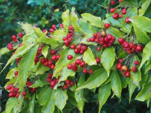 Photinia villosa var. laevis