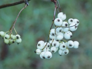 Sorbus prattii