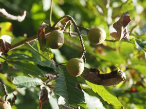 Aesculus wilsonii