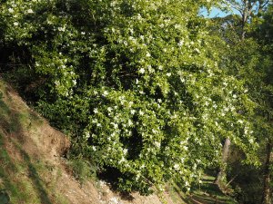 white Camellia sasanqua