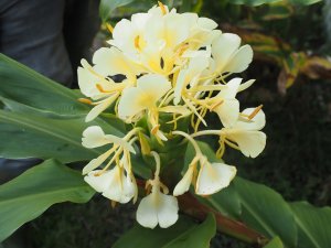 Hedychium maximum (BSWJ 8261a)