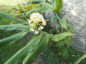 Hedychium maximum (BSWJ 8261a)