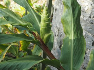 Hedychium maximum (BSWJ 8261a)