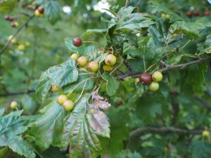 Malus ‘Florentina’