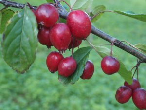 Malus ‘Obelisk’