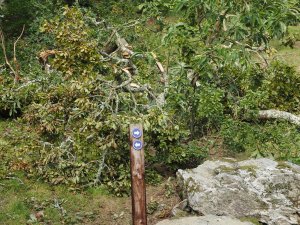 oak branch down