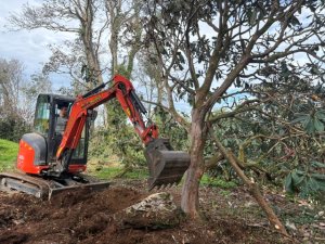 Re-uprighting Rhododendron sinogrande