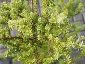 Podocarpus ‘Chameleon’