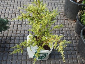 Podocarpus ‘Chameleon’