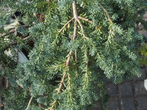 Podocarpus totara ‘Pendula’