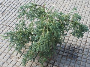 Podocarpus totara ‘Pendula’